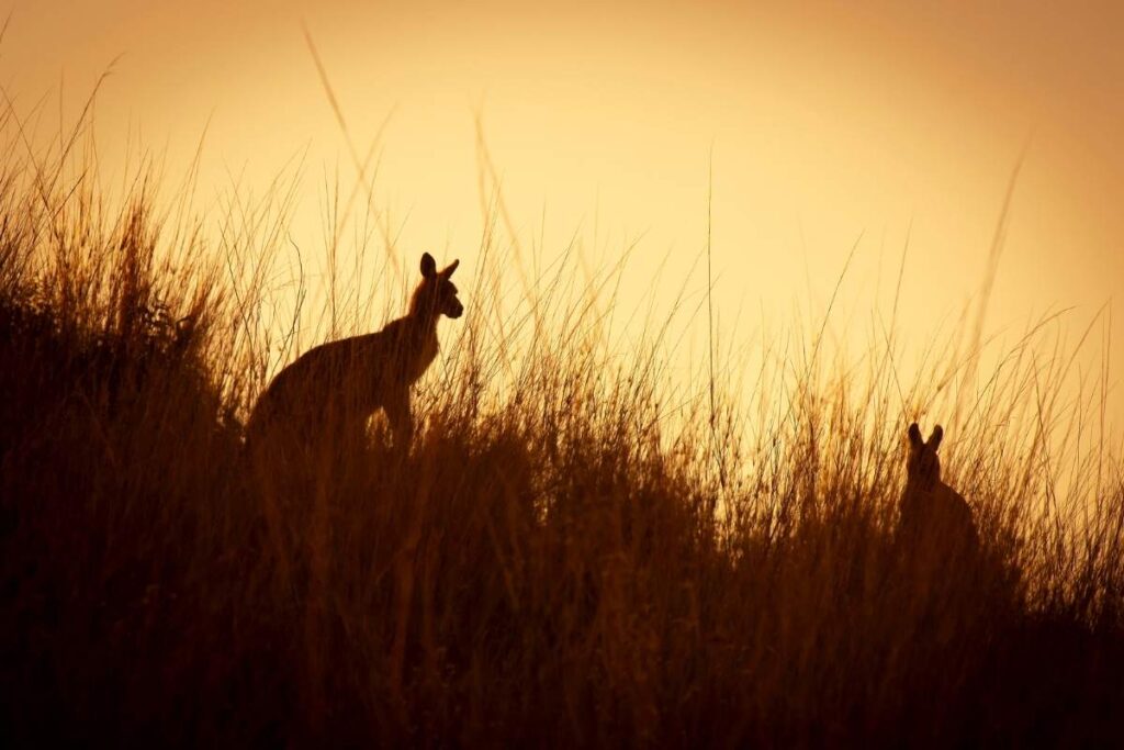 Kangaroo Sunset